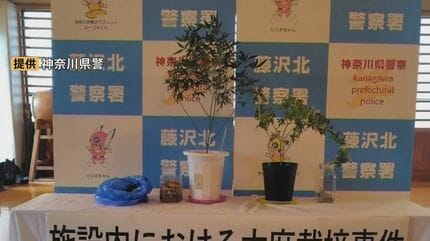 【神奈川】「栽培したら安く済むと…」障害児支援施設で大麻栽培か　管理者の男を逮捕、神奈川